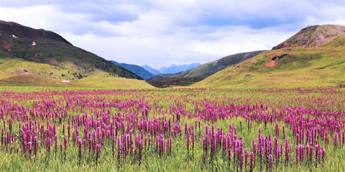 wildflowers web wildflowers web