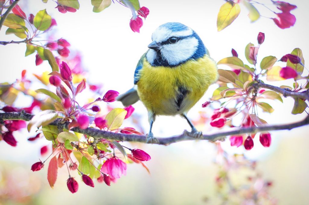 spring bird 2295434 1920