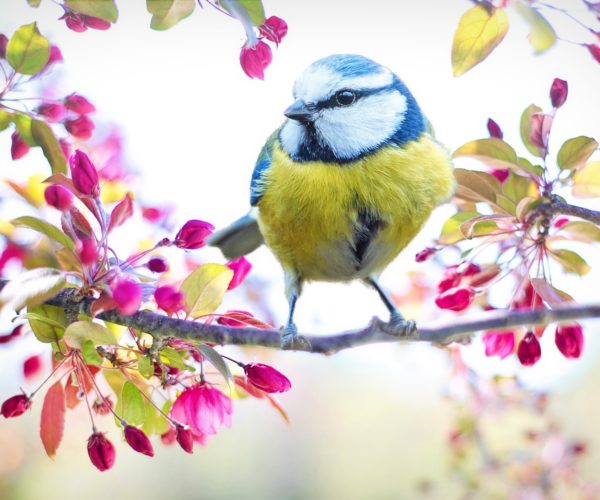 spring bird 2295434 1920 spring bird 2295434 1920