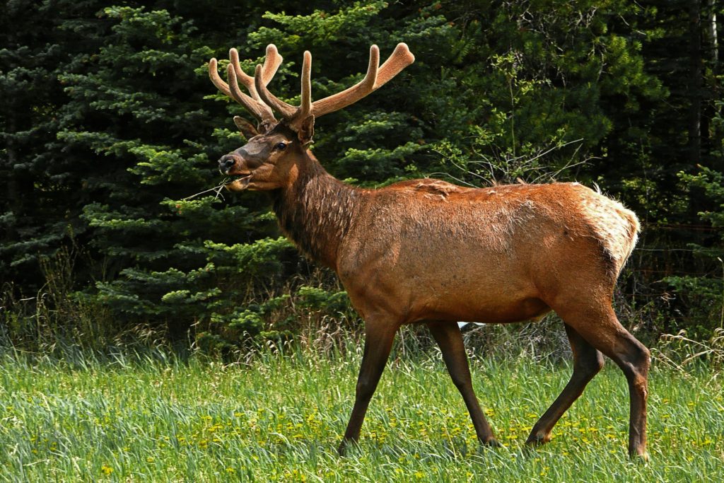 Elk Spring